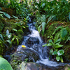 牧野植物園の渓流２