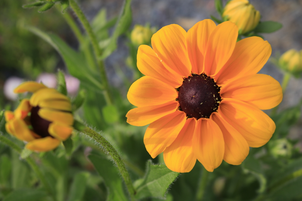 キヌガサギク (2)