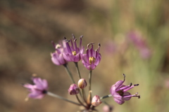 ラッキョウの花