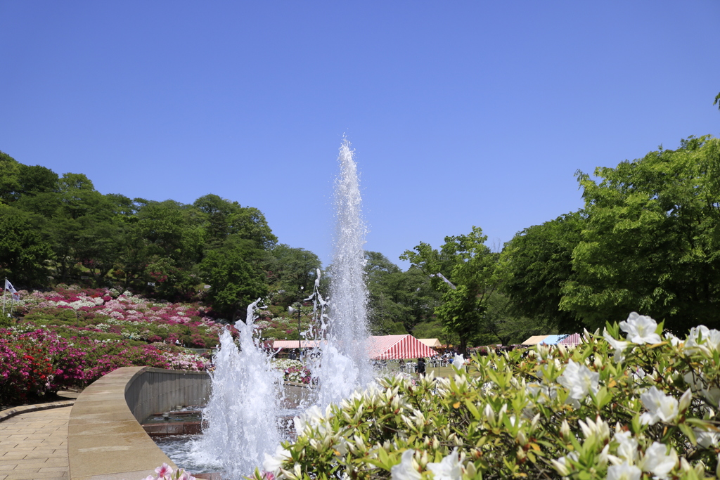 西山公園　つつじ祭り6