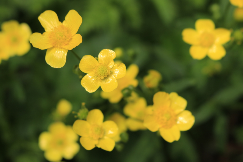 山の花