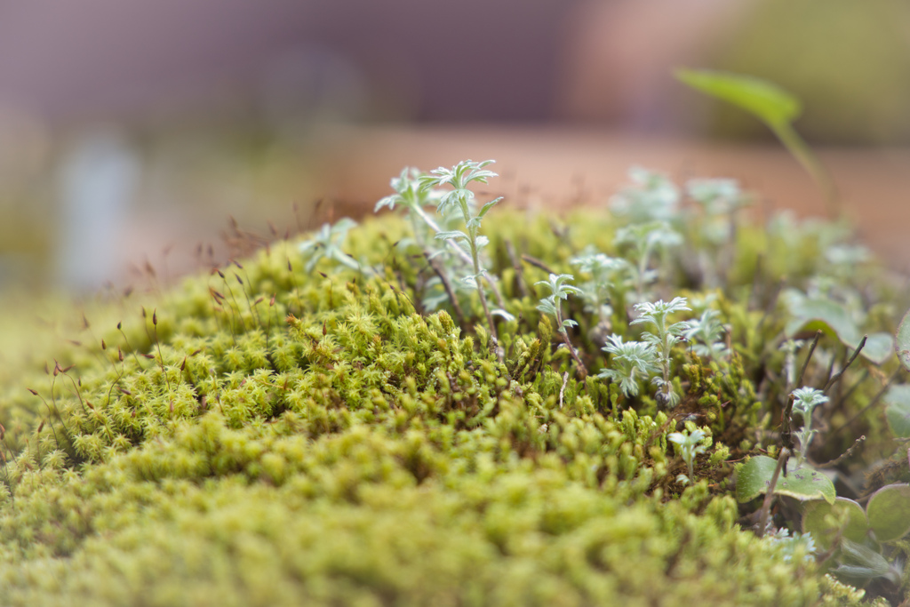 苔と生きるⅡ