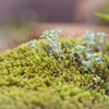 苔と生きるⅡ