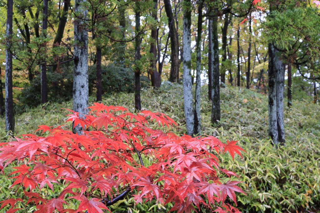 ひっそりと華やかに