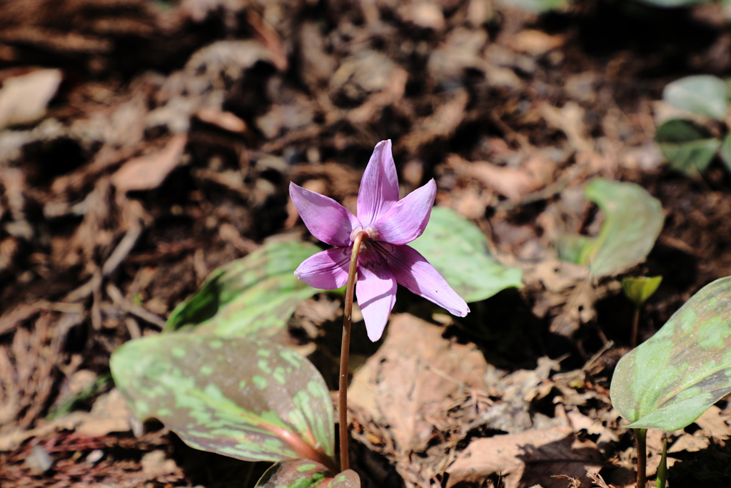 文殊山の花々　カタクリ１