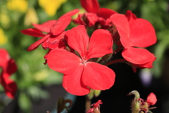 ゼラニウム　レッド