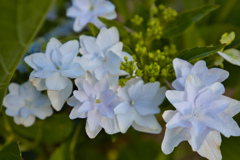 墨田の花火