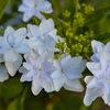 墨田の花火