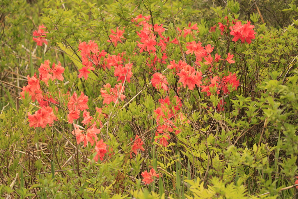 レンゲツツジ