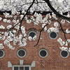 桜と丸窓