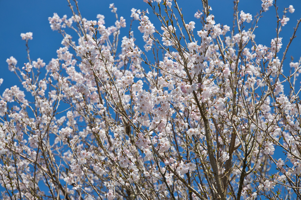 薄墨桜