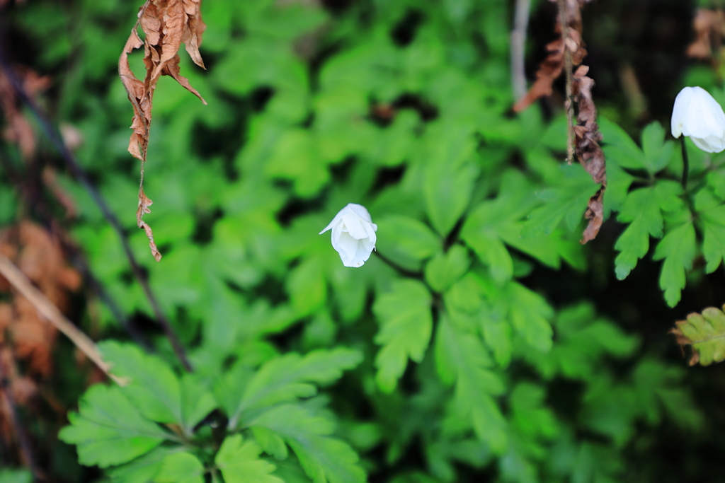 文殊山の花々　キクザキイチゲに似てるけど？