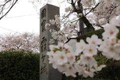 石碑と桜