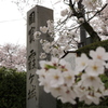 石碑と桜