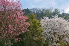 ご近所の桜２