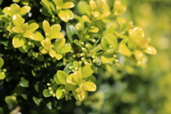 柘植の花 柘植の花