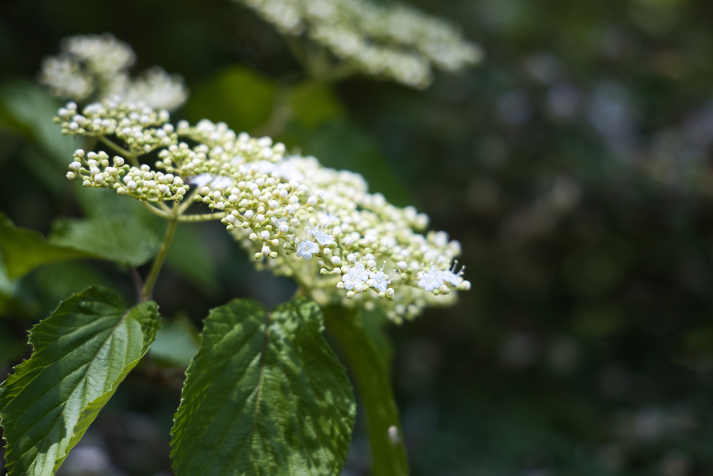 牧野植物園の花１