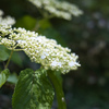 牧野植物園の花１