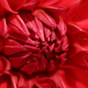 庭に咲く花　Vol.72