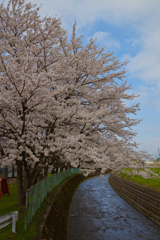 せせらぎ桜