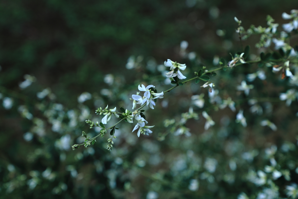 萩の花　白