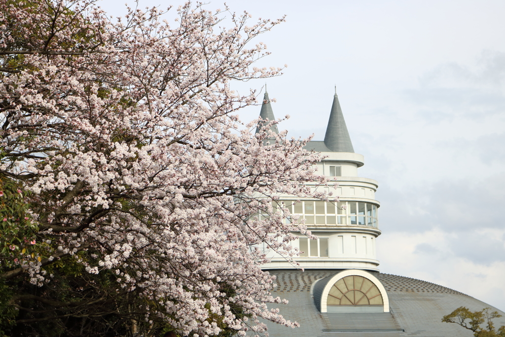 サリーちゃんのパパと桜