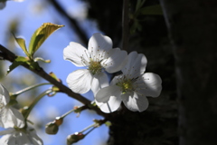 寄り添い 寄り添い
