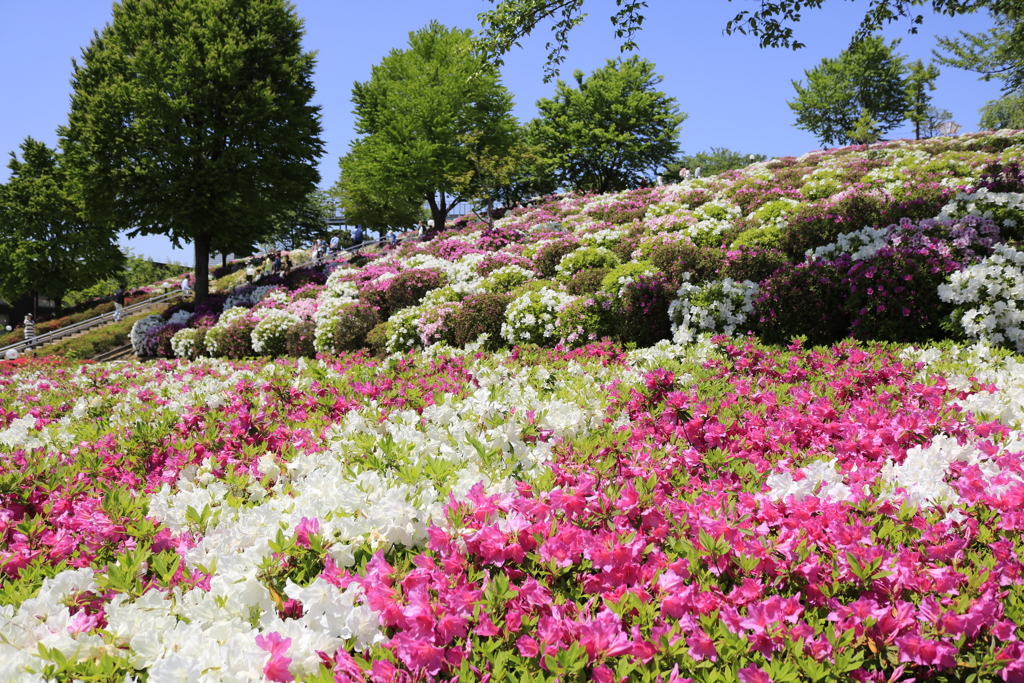 西山公園　つつじ祭り7