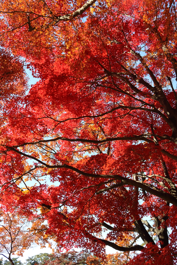 紅色2