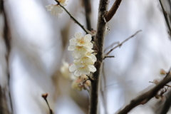 白梅１