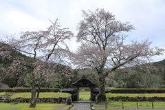 唐門と桜　内側