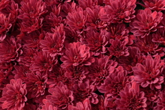 深紅　菊