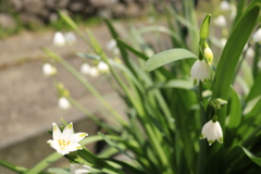 上を向くスノーフレーク？