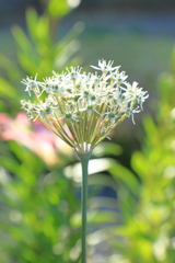 アリウム　ロワニー