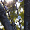 10月桜２