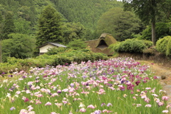 千古の家の花菖蒲