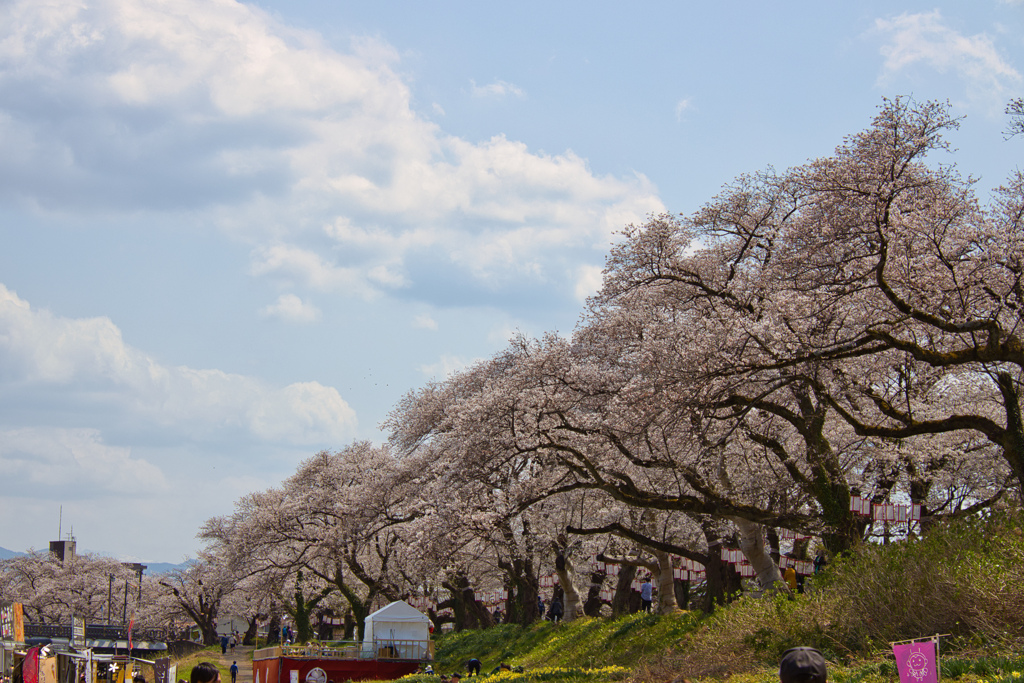 桜床付近