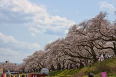 桜床付近