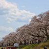 桜床付近