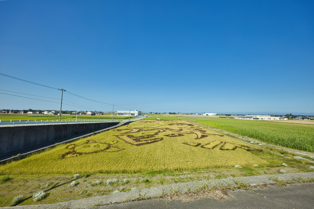 舟川田んぼアート