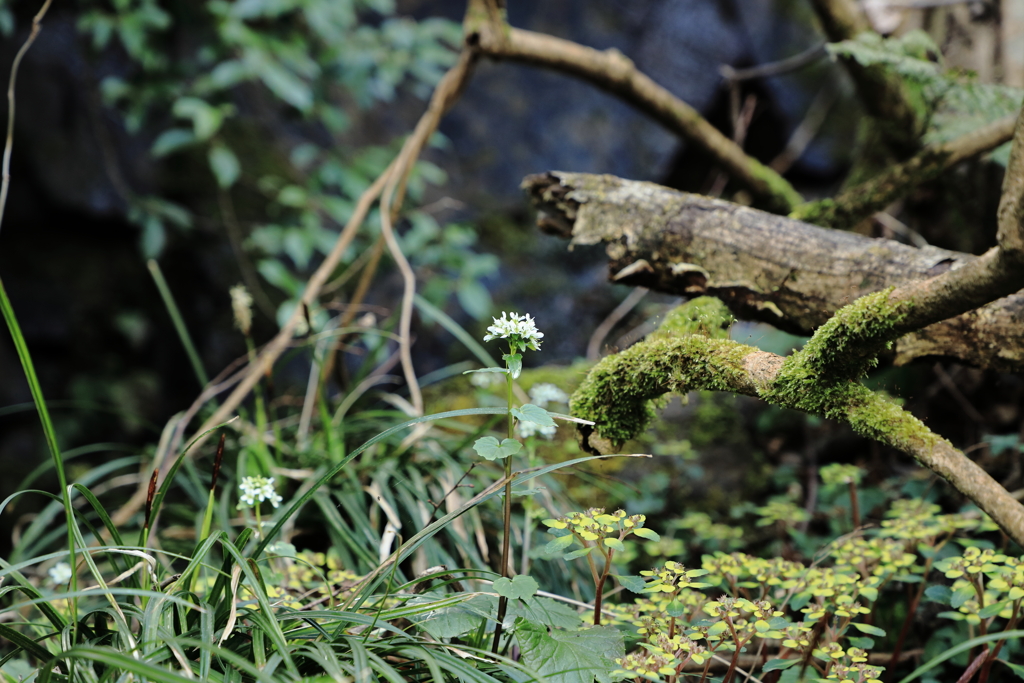 文殊山の花々　多分ワサビの花