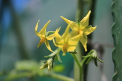 トマトの花