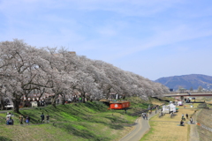 桜床