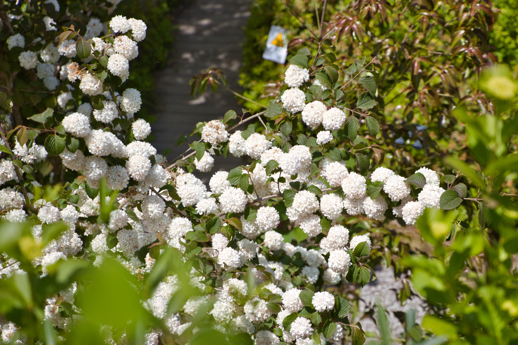 牧野植物園の花８
