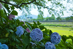 雨の日の足羽川２