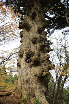 松ヶ嶽神社のモミの大木