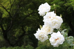 大安禅寺の薔薇園3
