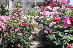 オープンガーデンの薔薇4