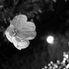 庭に咲く花　番外