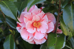 マーブル マーブル